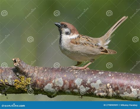 Male sparrow performing an aerial display during courtship